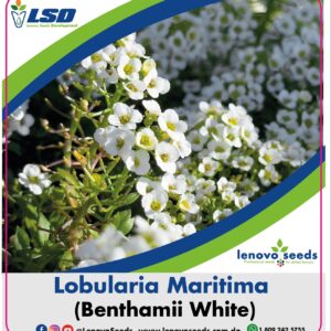 Lobularia maritima (benthami white)
