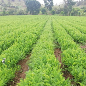 Cultivos de Campo Abierto