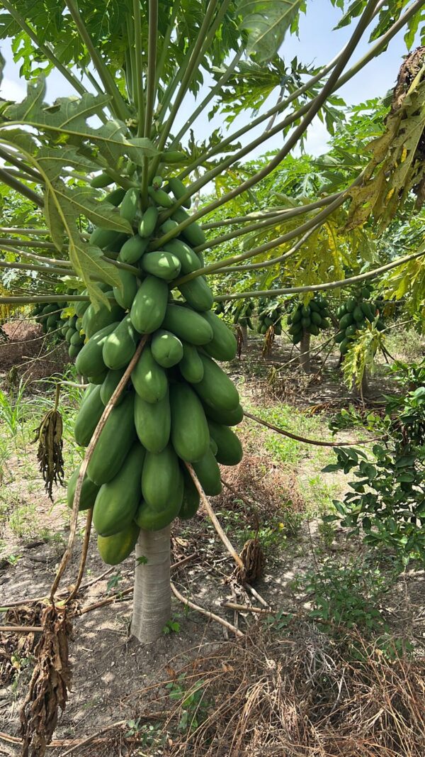 Papaya Passion Red