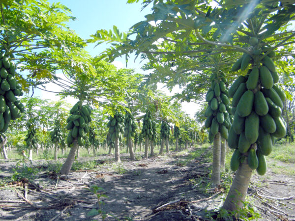 Papaya Maradol Onetech - Imagen 3