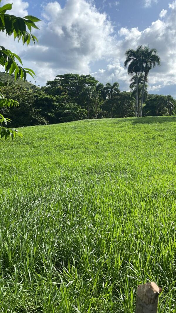 Pasto San Ramon Basilik - Imagen 2