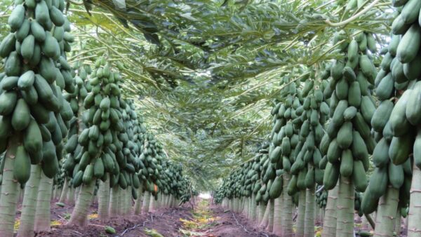 Papaya Maradol Onetech - Imagen 2