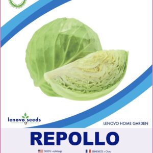 Repollo