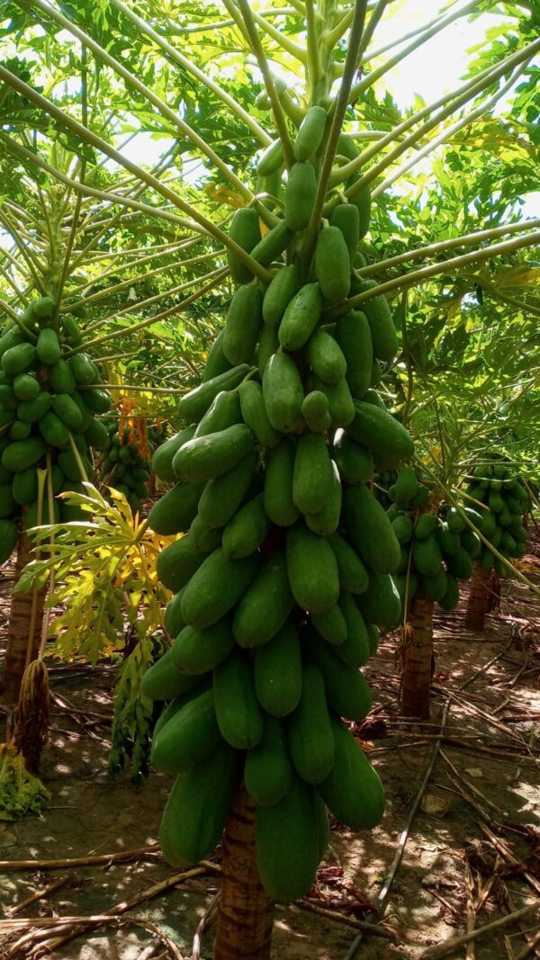 Papaya Passion Red - Imagen 3